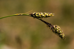 Carex bella