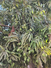 Mangifera indica