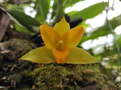 Lycaste