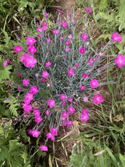 Dianthus gratianopolitanus