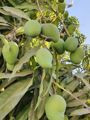Mangifera indica
