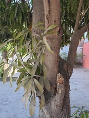 Mangifera indica