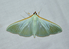 Stemorrhages sericea