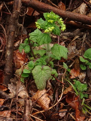 Scrophularia vernalis