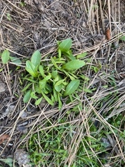 Rumex rugosus
