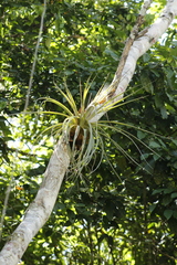 Tillandsia compressa