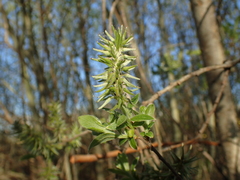 Salix caprea