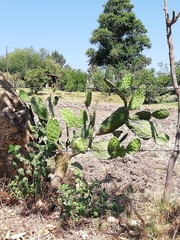 Opuntia