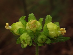 Scrophularia vernalis