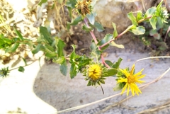 Grindelia tarapacana