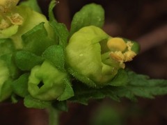 Scrophularia vernalis