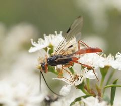 Aulacidae