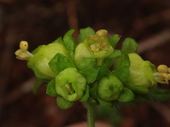 Scrophularia vernalis