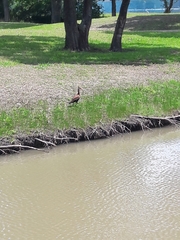 Dendrocygna autumnalis
