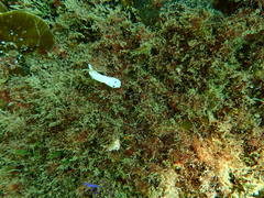 Glossodoris angasi