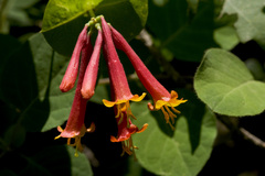 Lonicera arizonica