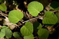 Lonicera arizonica