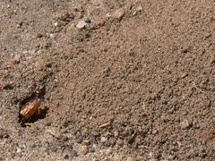 Philanthus triangulum diadema
