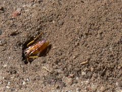 Philanthus triangulum diadema