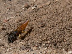 Philanthus triangulum diadema