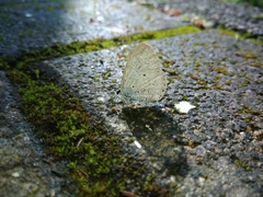 Celastrina lavendularis himilcon