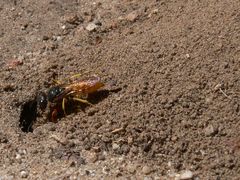 Philanthus triangulum diadema