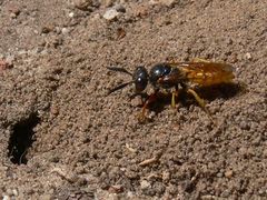 Philanthus triangulum diadema