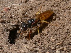 Philanthus triangulum diadema