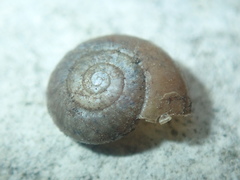 Trochulus striolatus