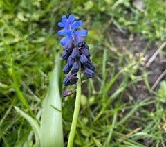 Muscari latifolium