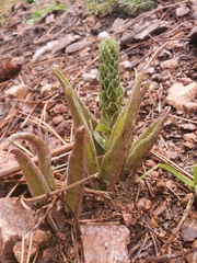 Veronica plantaginea