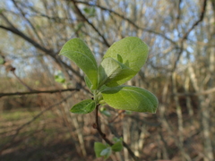 Salix caprea