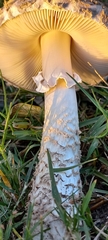 Saproamanita foetidissima