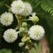 Vachellia rehmanniana - Photo 由 fayne 所上傳的 (c) fayne，保留部份權利CC BY-NC