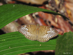 Tanaecia aruna
