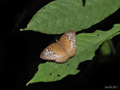 Tanaecia aruna