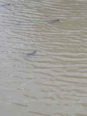 Trachemys scripta elegans