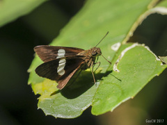 Notocrypta clavata