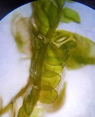 Odontoschisma sphagni