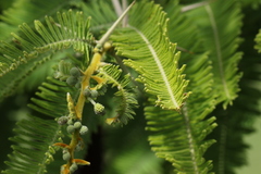 Vachellia rehmanniana