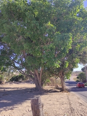 Ficus pertusa