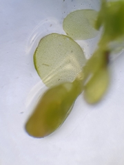 Odontoschisma sphagni