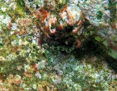 Parablennius intermedius