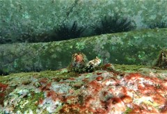 Parablennius intermedius