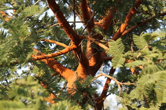 Vachellia rehmanniana