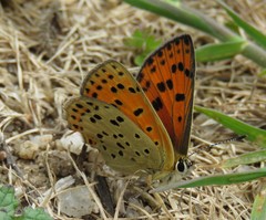 Lycaena bleusei