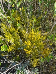 Hagnothesium