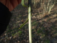 Salix caprea
