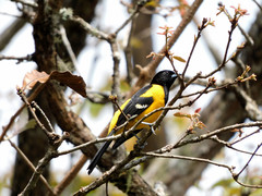 Icterus maculialatus