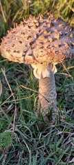 Saproamanita foetidissima